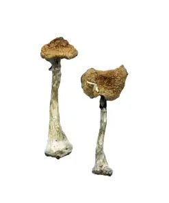 A+ champignons magiques